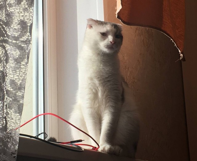 Задержан по горячим следам