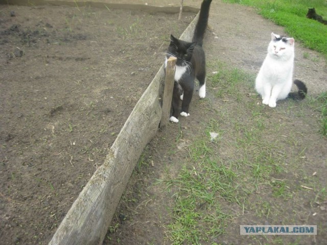 Жизнь домашнего приюта для котеек 397