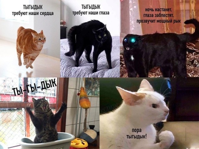 Твоя ночь, когда живёшь с кошкой