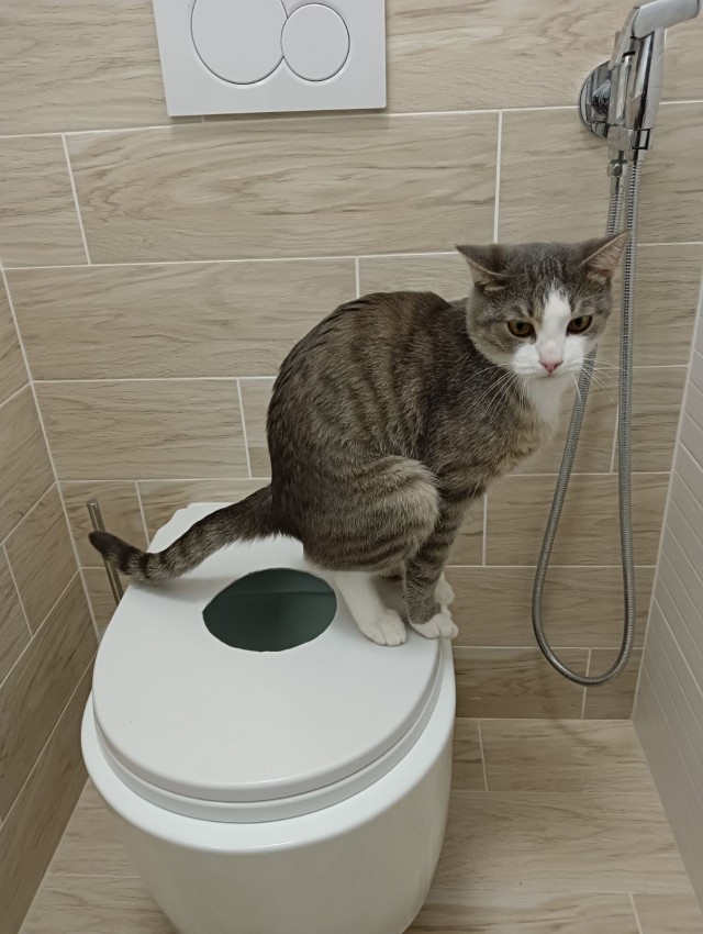 Кошкодром своими руками