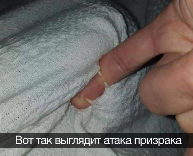 Котодракула