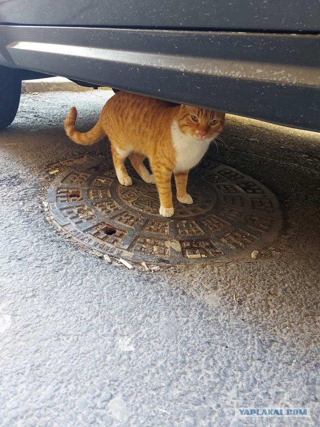 Котики Стамбула