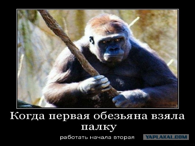 Почему обезьяны пинают х*и?