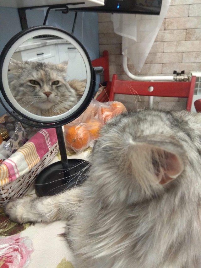 Котовторнику посвящается