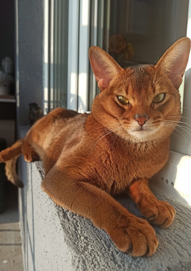Котовторнику посвящается!