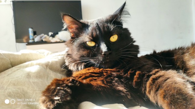 Котовторник Рыжих