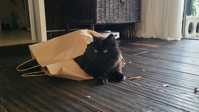 Всем кота за мой счёт. Я настаиваю