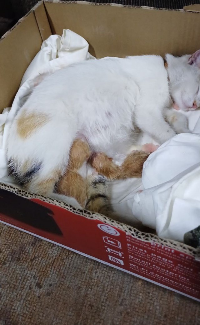А у нас недавно кошка родила четверых котят