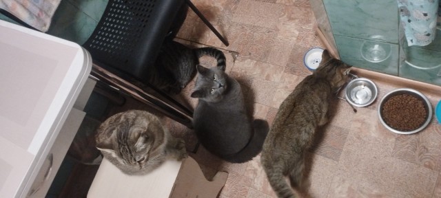 Котовторник 05/11/2024