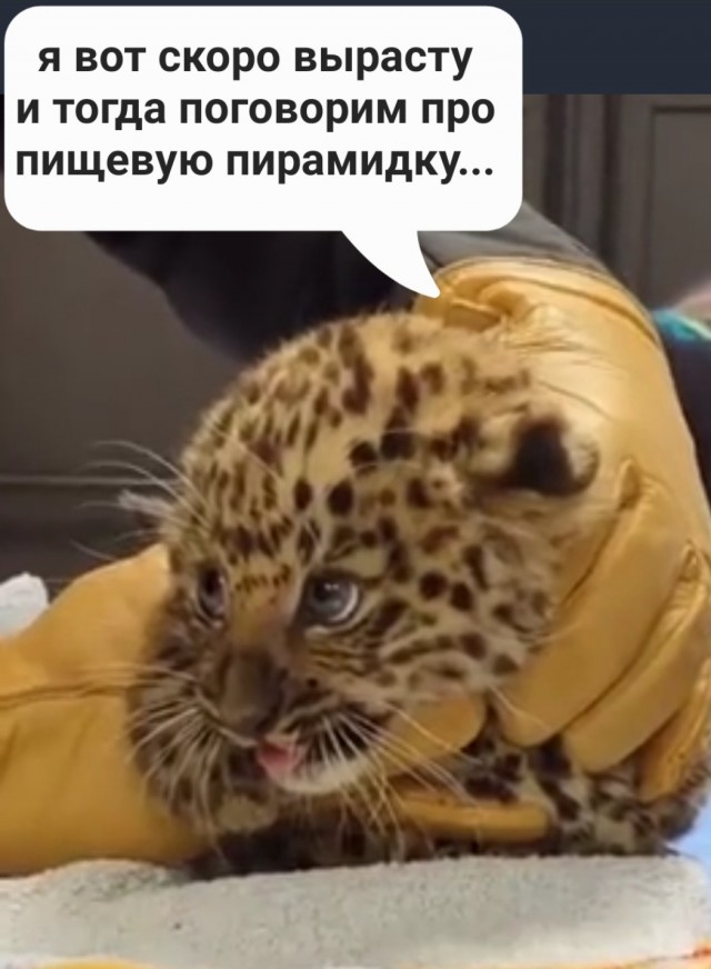 Детёныш леопарда на осмотре у ветеринаров