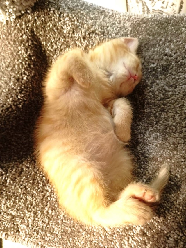 Котовторник
