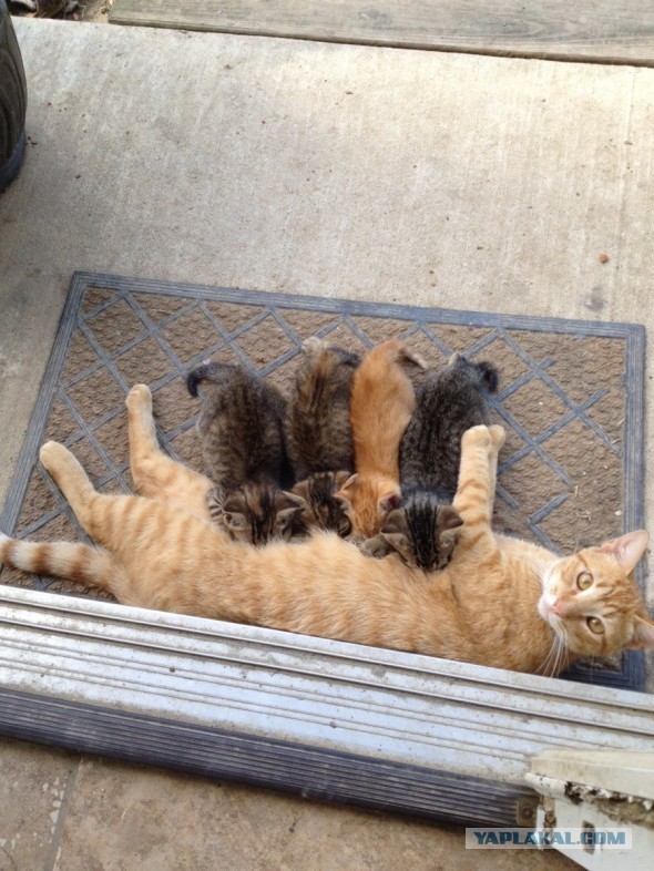 Пейте дети, молоко ))