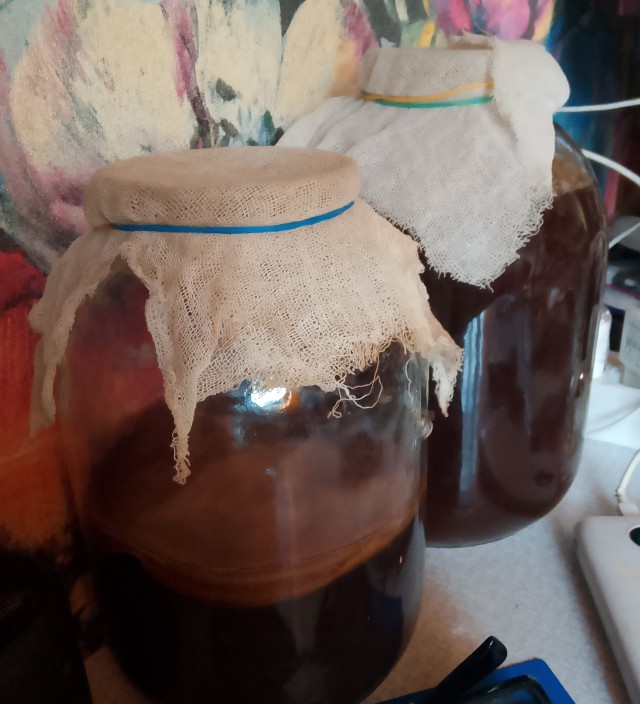 Чайный гриб...