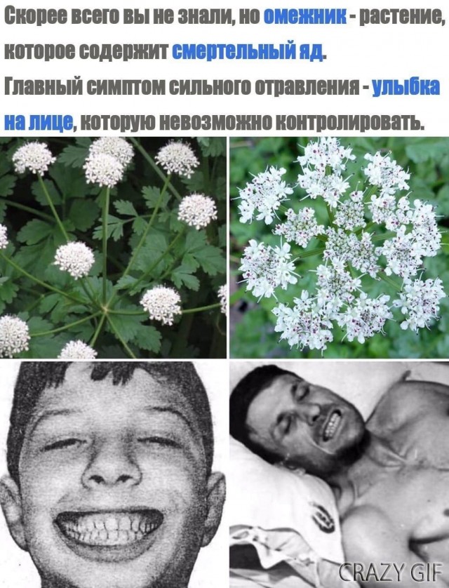 Вех ядовитый