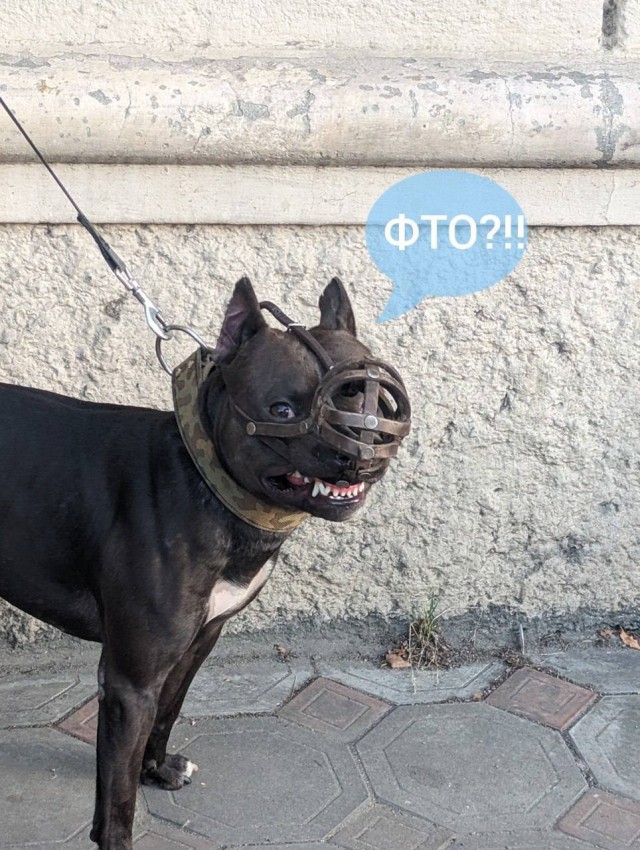 Встретились как-то два стримера
