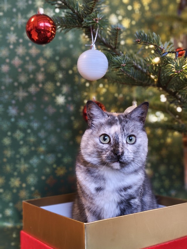 Праздничных красивых фото котов тред