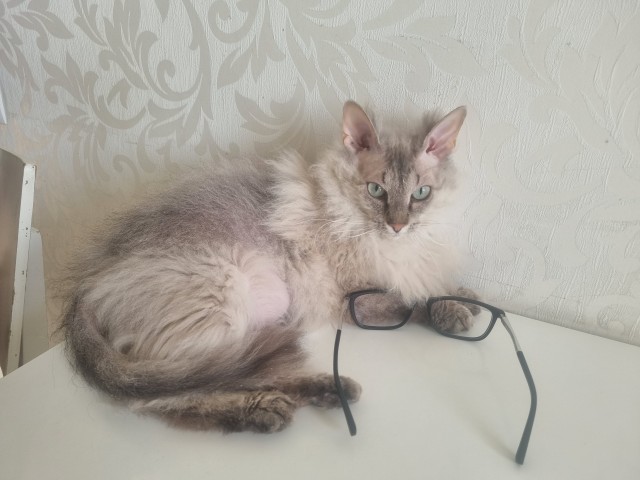 любитель котовторников