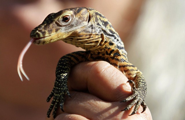 Комодский варан: Мегаящеры, способные завалить буйвола. Весь остров дрожит от их тирании
