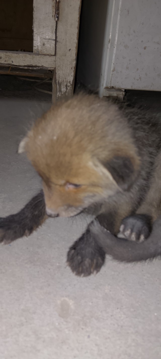 Вот вам лися