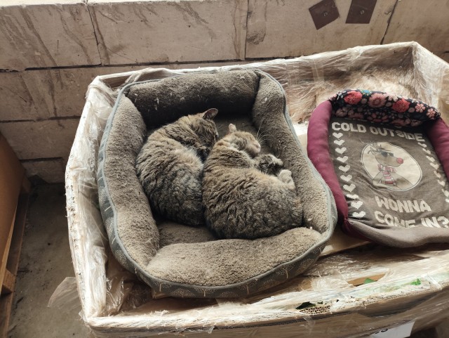 Котовторник наступил;)