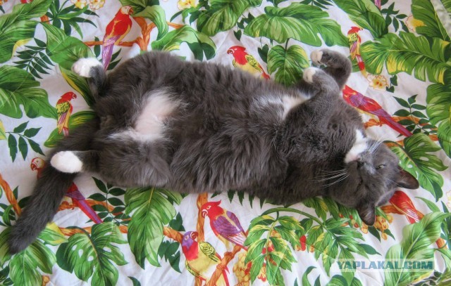 Котовторник  30.07.2013
