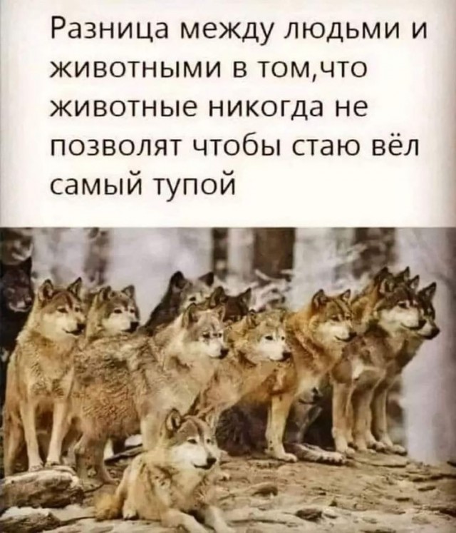 Грустная сказка про медведя и зайцев...