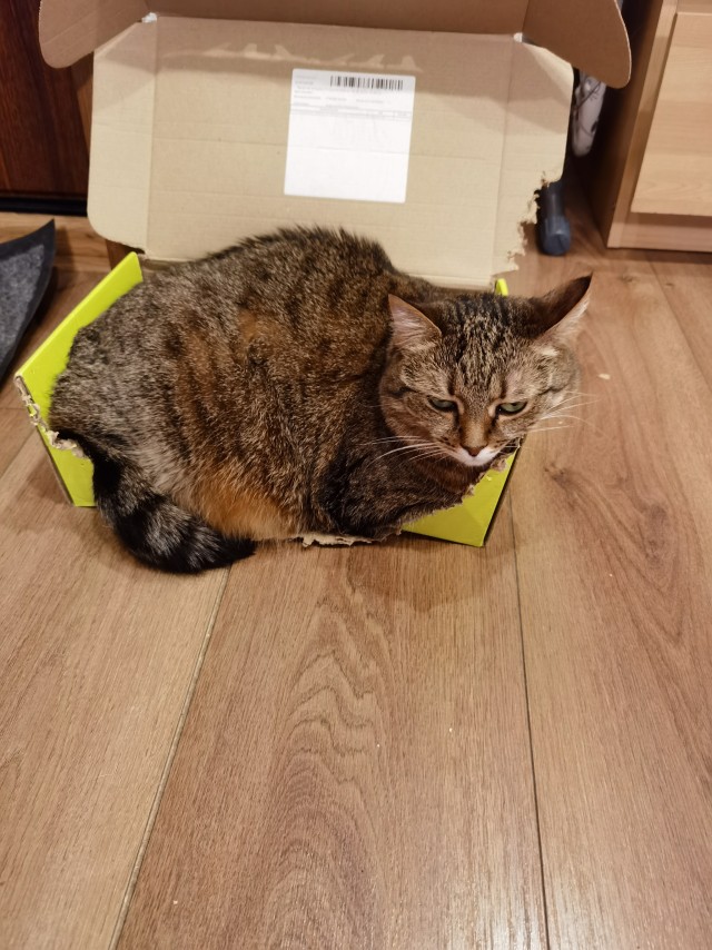 Стал которабом дважды