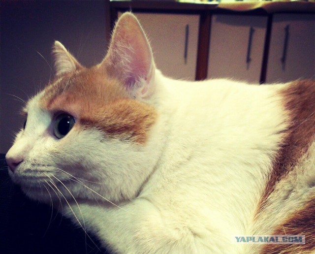 Котовторник 26.11.2013