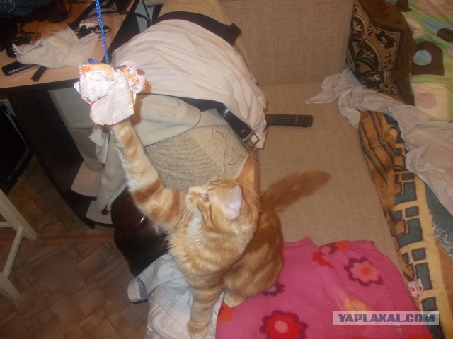 Котовторник   31.12.  2013