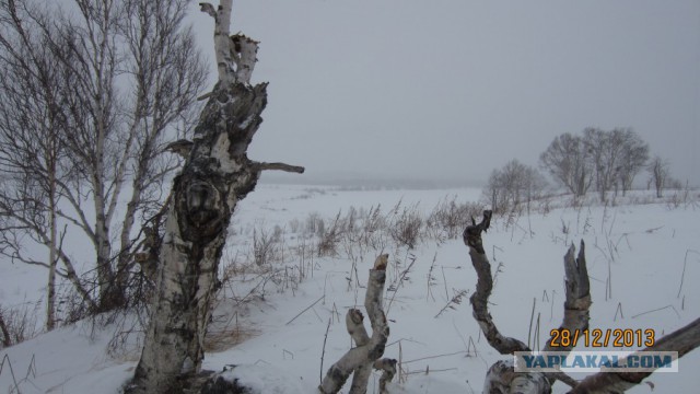 Пурговое