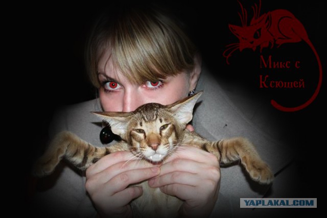 Котовторник 25.02.2014