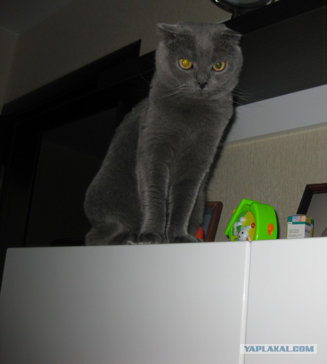 Котовторник 22.04.2014