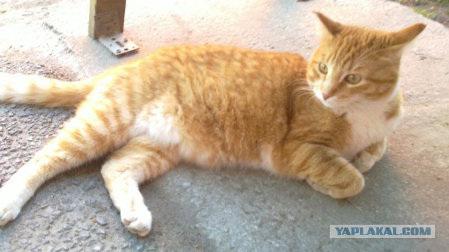Котовторник 27.5.2014