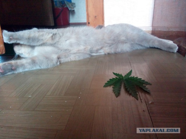 Котовторник 24.06.2014