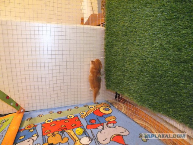 Котовторник  08.07.2014