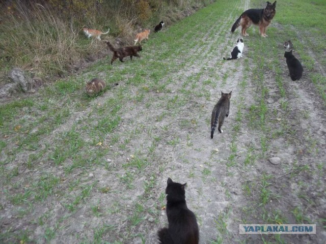 Жизнь домашнего приюта для котеек 30