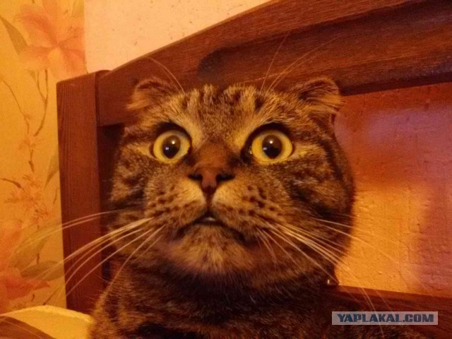 Котята выросли