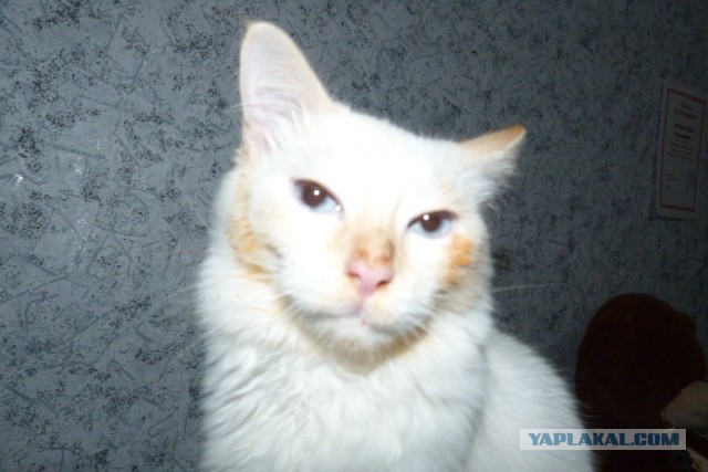 Мой пропавший Кот