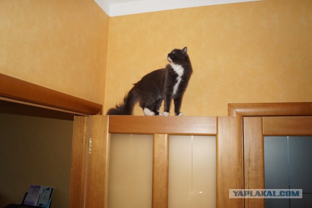 Котовторник