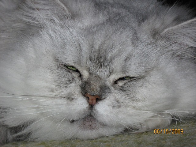Котовторник 12.05.2015