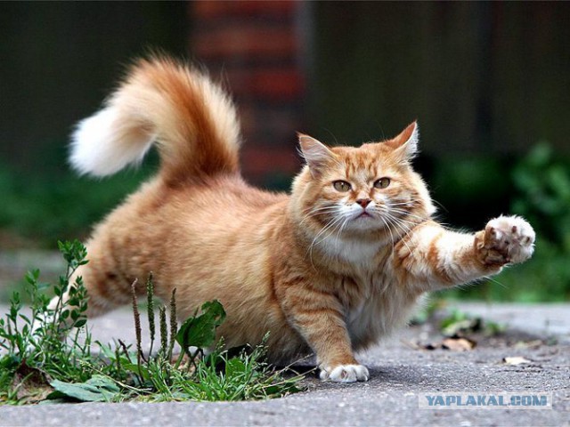 Котэподборка