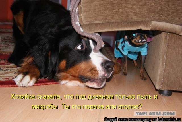 Собакочетверг 17.09.2015