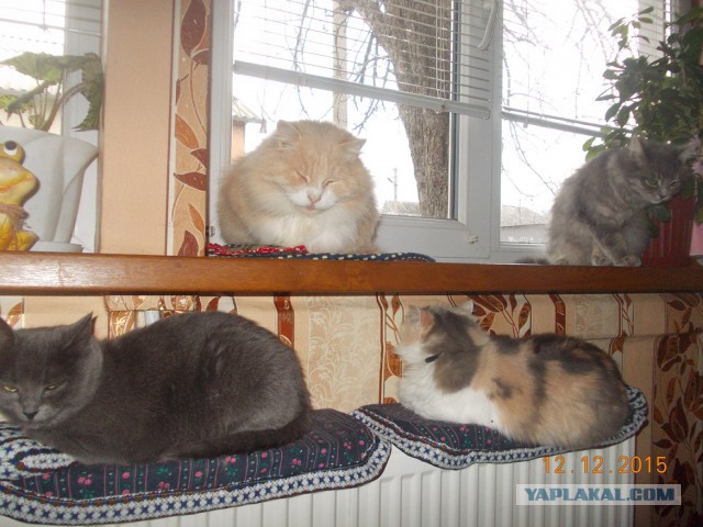 Пост невероятной кошачьей красоты. 25 фот.