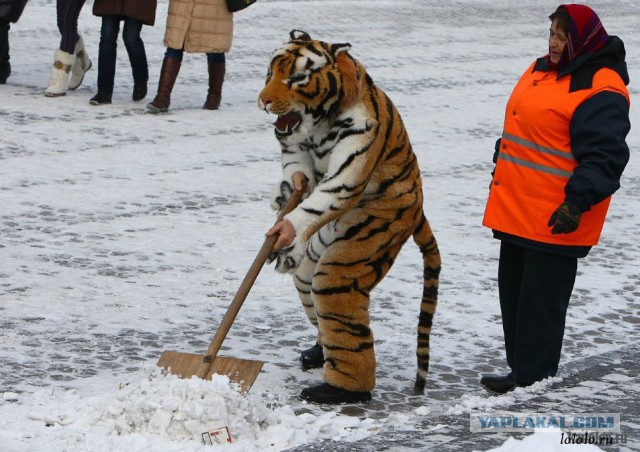 Все на борьбу со снегопадом!