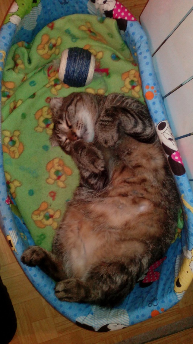 Котовторник  01.03.2016
