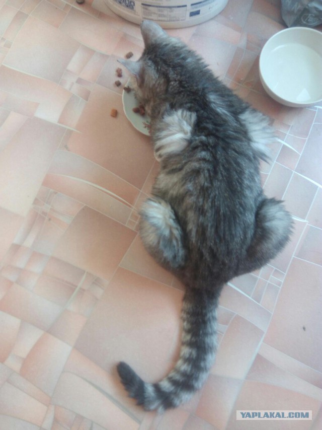 Котовторник  01.03.2016