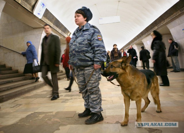Собака должна быть на поводке! Негодования пост или как на нас опять напала собака