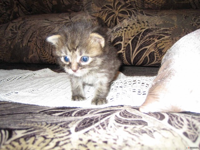 Котовторник!