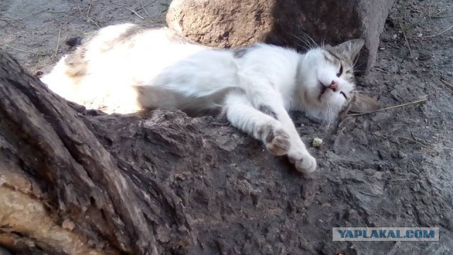 Котовторник 09.08.2016