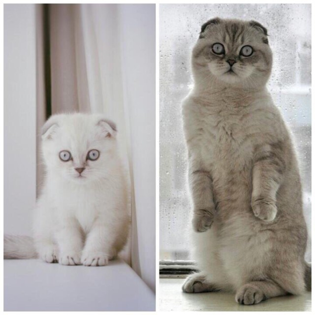Коты из сети